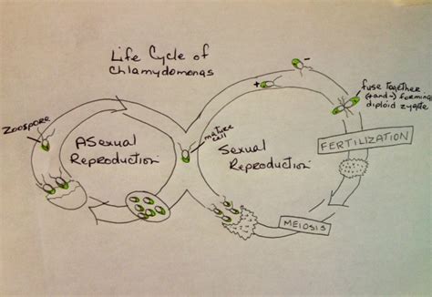 Green Algae Natural Selection Sex In The Wild