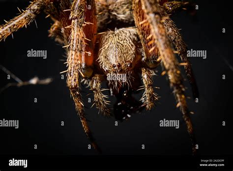 Web Spinne Ruht In Ihrem Netz Fotos Und Bildmaterial In Hoher