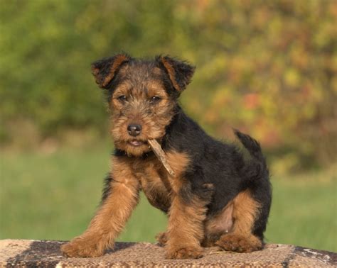 Welsh Terrier Dog Breed Information And Characteristics