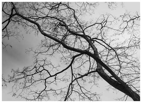 In the treetops on Behance
