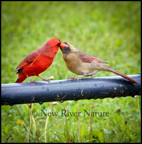 A Little Piece of Me: Male Cardinal Feeding Female - Sweet Cardinal Couple