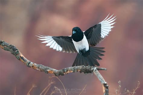 Eurasian magpie in flight by Sergey-Ryzhkov on DeviantArt