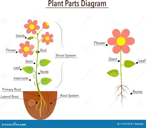 Plant Roots Diagram