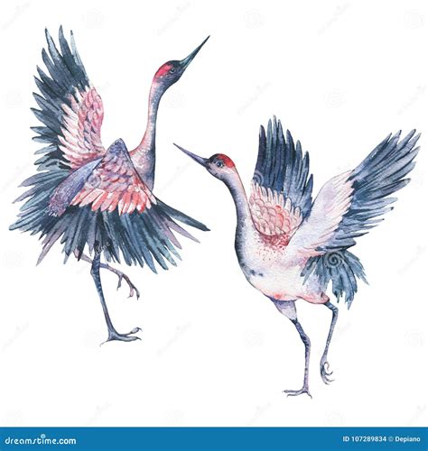 Set Of Watercolor Red Heads Crane Stock Illustration Illustration Of