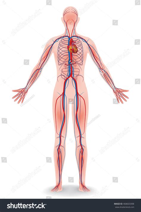 Human Body Circulatory System Vector Diagram Stock Vector (Royalty Free) 468603398 | Shutterstock