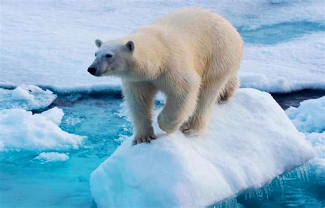 Gengis Kan Ayudaría A La Supervivencia De Los Osos Polares Verde Y Azul