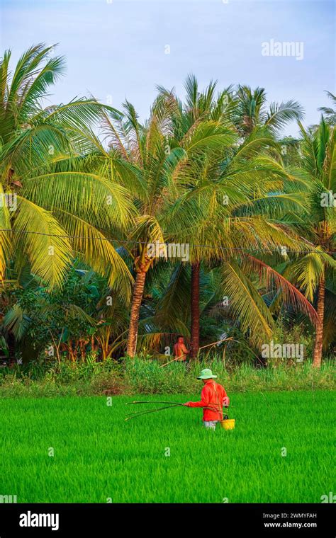 Vietnam Mekong Delta Surroundings Of Tra Vinh Work In The Rice