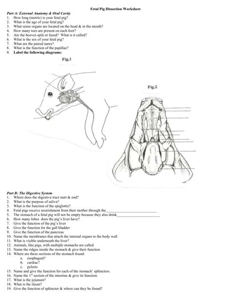 Fetal Pig Dissection Handout