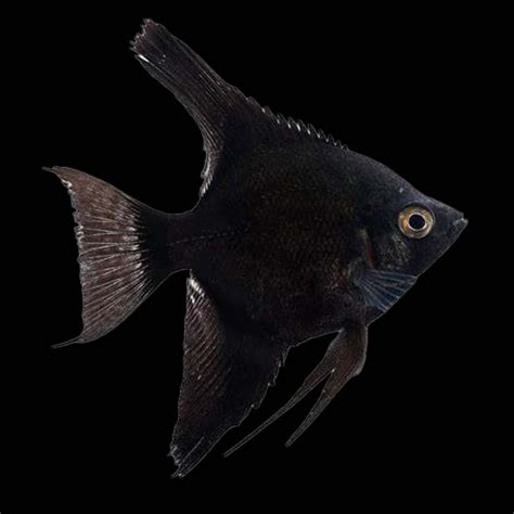 Angelfish
