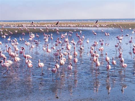 Group of Flamingos on Walvis Bay Lagoon Stock Photo - Image of lagoon ...