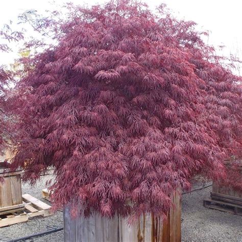 Acer Inaba Shidare Japanese Maple Sugar Creek Gardens