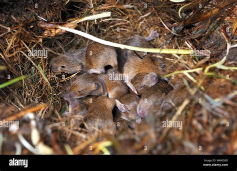 Field Mice In The Nest Young Animals Mus Musculus Stock Photo Alamy