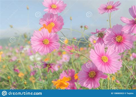 Flores Do Cosmos Que Florescem No Estilo Da Cor Pastel Do Campo De Flor