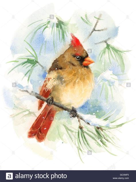 Female Cardinal Painting at PaintingValley.com | Explore collection of ...