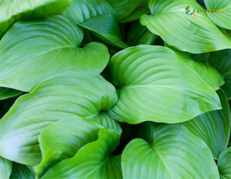 Hosta Plantaginea August Lily Plantain Lily Fragrant Flowers