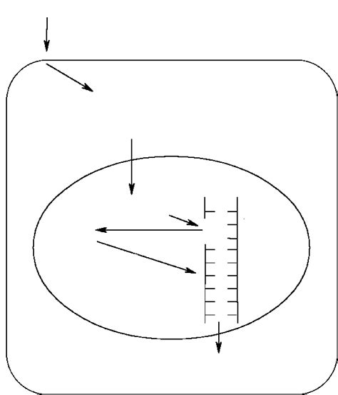 Hypothetical Scheme Of Possible Role Of Dna Breaks In Differentiation Download Scientific