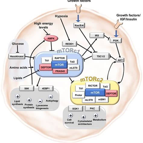 Main Signaling Pathways In Mtorc And Mtorc The Mtor Signaling