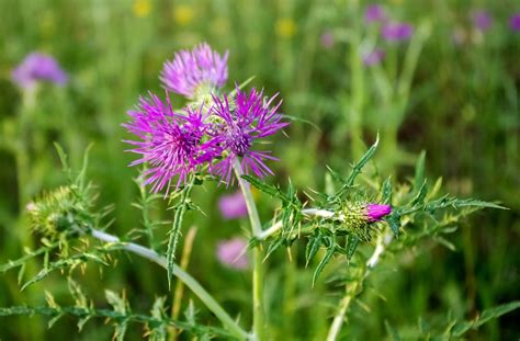 Thistle Flower Summer Wild - Free photo on Pixabay - Pixabay