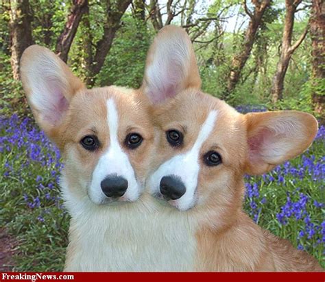 Two Headed Animalssiamese Twins
