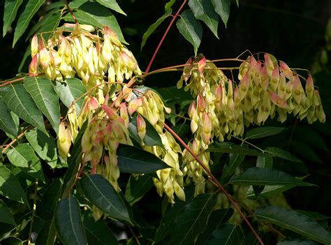 Götterbaum chinesischer Früchte tree of heaven seeds Flickr