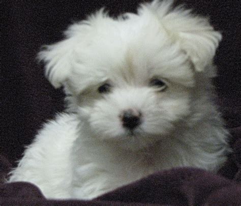 Cute Puppy Dogs: Maltese puppies