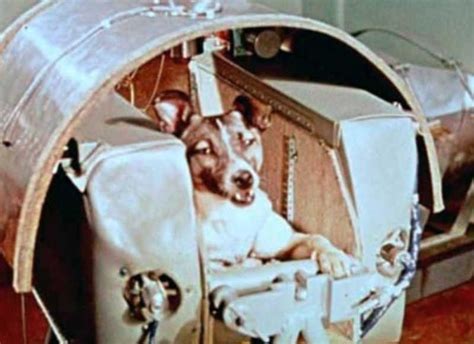 Laika, the first dog in space, has her capsule built around her. No ...