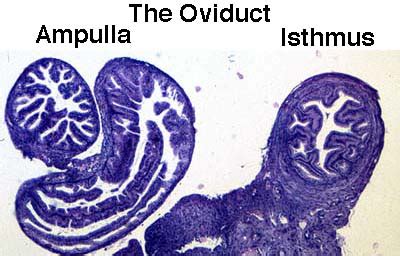 Oviduct Low