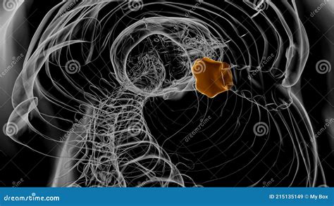 Human Skeleton Manubrium Anatomy 3D Stock Illustration - Illustration ...