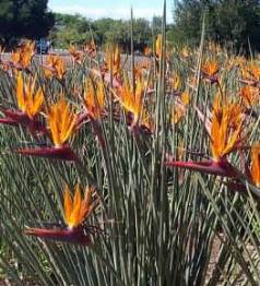 Strelitzia juncea | PlantZAfrica