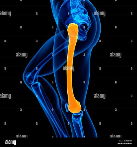 Human Femur Bone Hi Res Stock Photography And Images Alamy