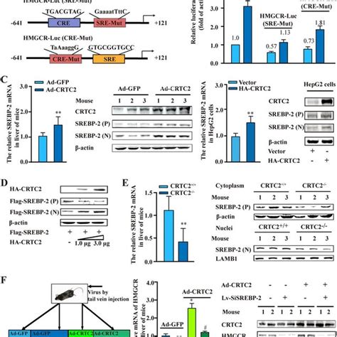 Crtc Increases Hepatic Hmgcr Through Srebp A The Hmgcr Reporter