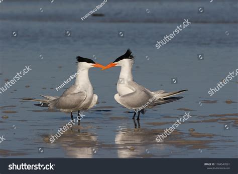 Royal Terns Thalasseus Maximus Engaging Courtship Stock Photo