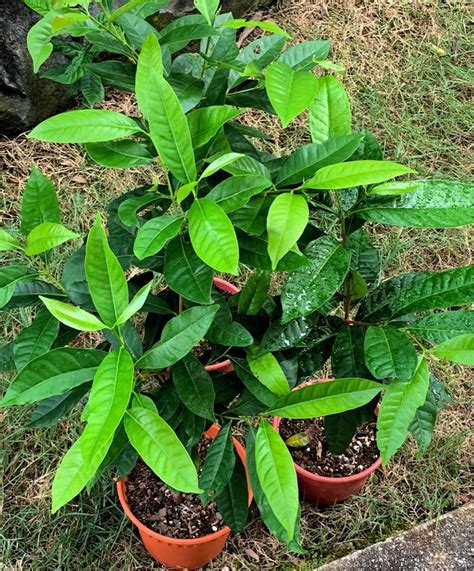 Cm Indonesian Bay Leaf Rare Hard To Find Daun Salam Salam