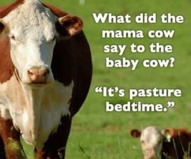 Cow Puns | Funny Cow Memes