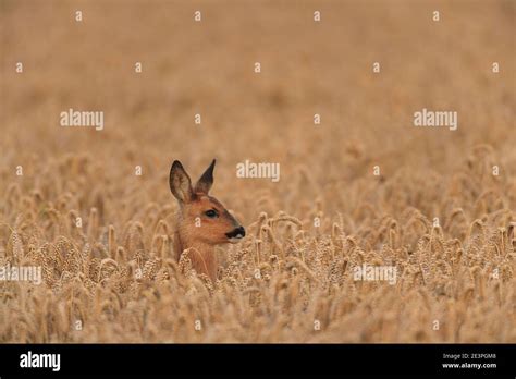 Roe Deer in their natural habitat Stock Photo - Alamy