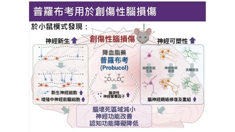 每年65萬人創傷性腦損傷！ 「降血脂老藥」成治療新曙光 Beanfun