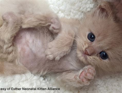 Atresia Ani In Kittens National Kitten Coalition