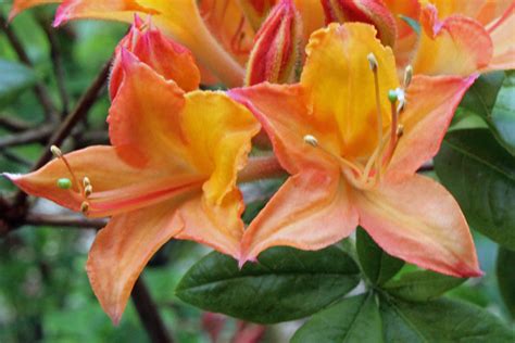 Rhododendron Jules Cesar Gandavense Hybrid BG Meise Flickr