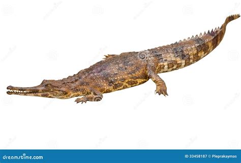 False Gharial Is Crocodile Also Known As Malayan Gharial. Stock Image ...