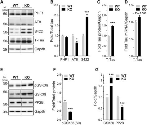 Phospho Tau Ser202 Thr205 Antibody Monoclonal At8