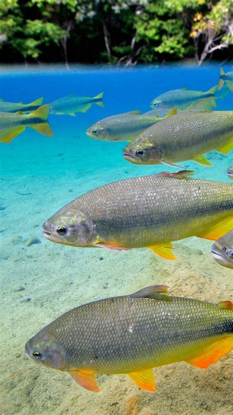 Characins Or Piraputangas Brycon Hilarii Balneario Municipal Bonito