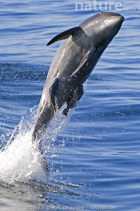 Stock Photo Of Common Bottlenose Dolphin Tursiops Truncatus Breaching