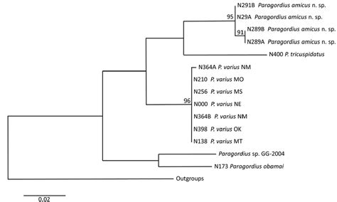 New hairworm (Nematomorpha, Gordiida) species described from the Arizona Madrean Sky Islands