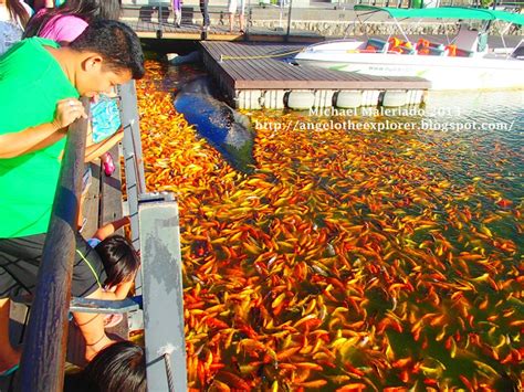 Koi Fish At Nuvali Sta Rosa Laguna