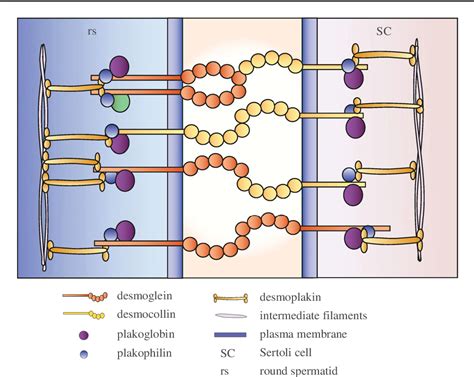 Figure 2 From Sertoligerm Cell Junctions In The Testis A Review Of