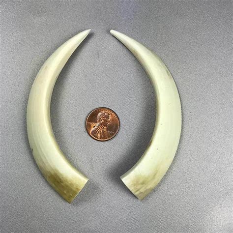 Wild Boar Tusks | Boone Trading Company