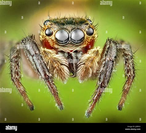 Malaysia Jumping Spider Salticidae High Macro Stacked Image Stock