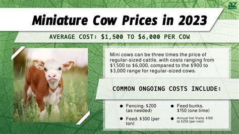 Miniature Cow Prices Purchase Cost Food Budget And More A Z