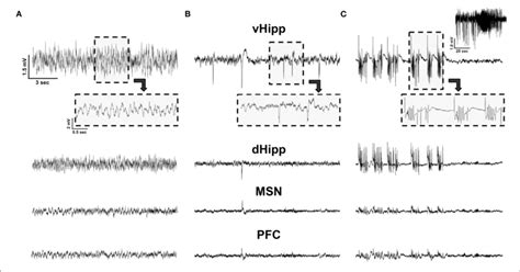 | LFP recordings. (A) An example of LFP traces in a Vehicle animal from ... 