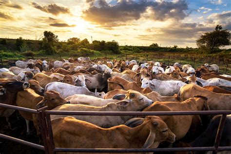 Essential Equipment for Handling Cattle - Steel Supplies